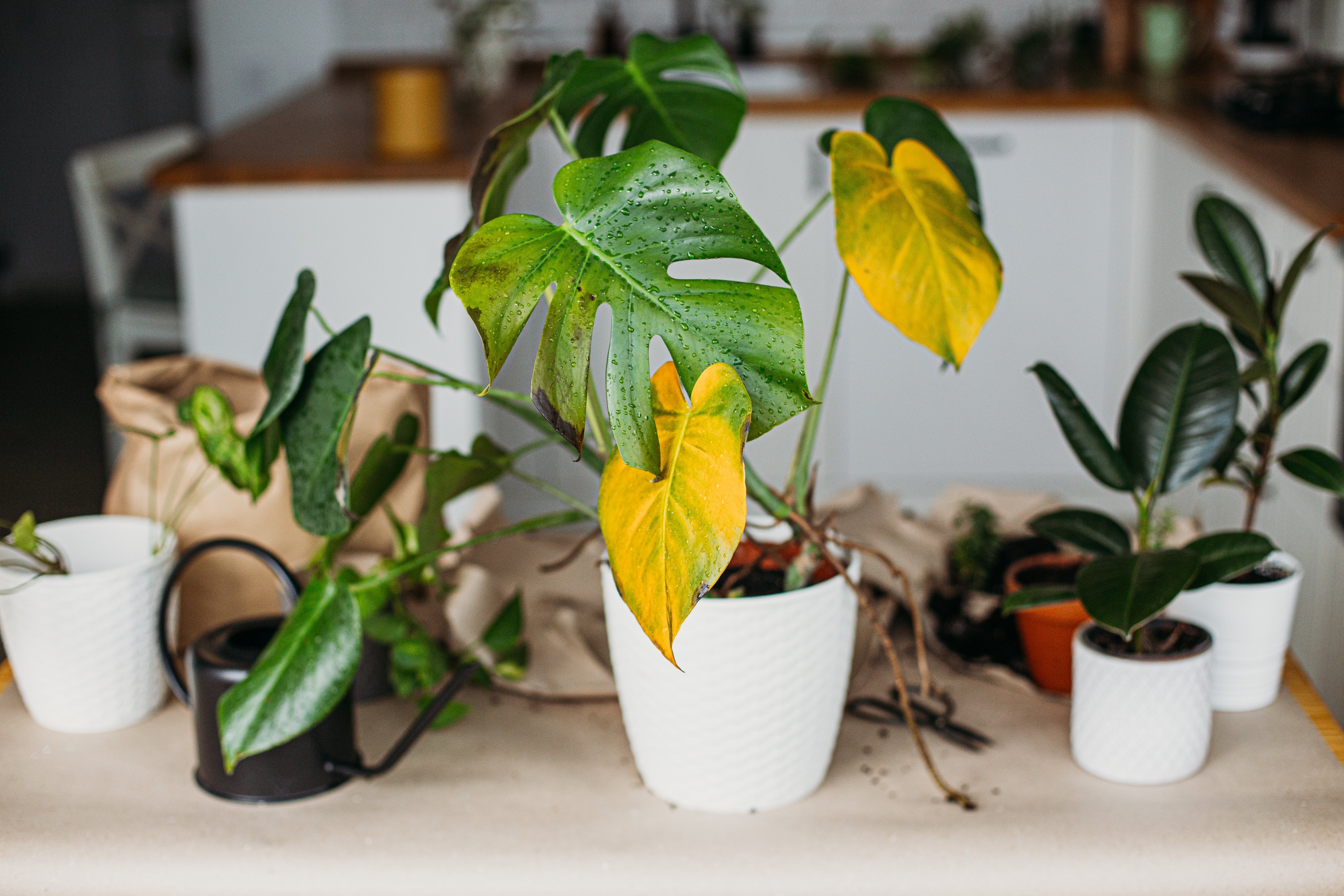 高溫過後植物不萎蔫、爛根、生長停滯？秋天換盆修復、養根全攻略