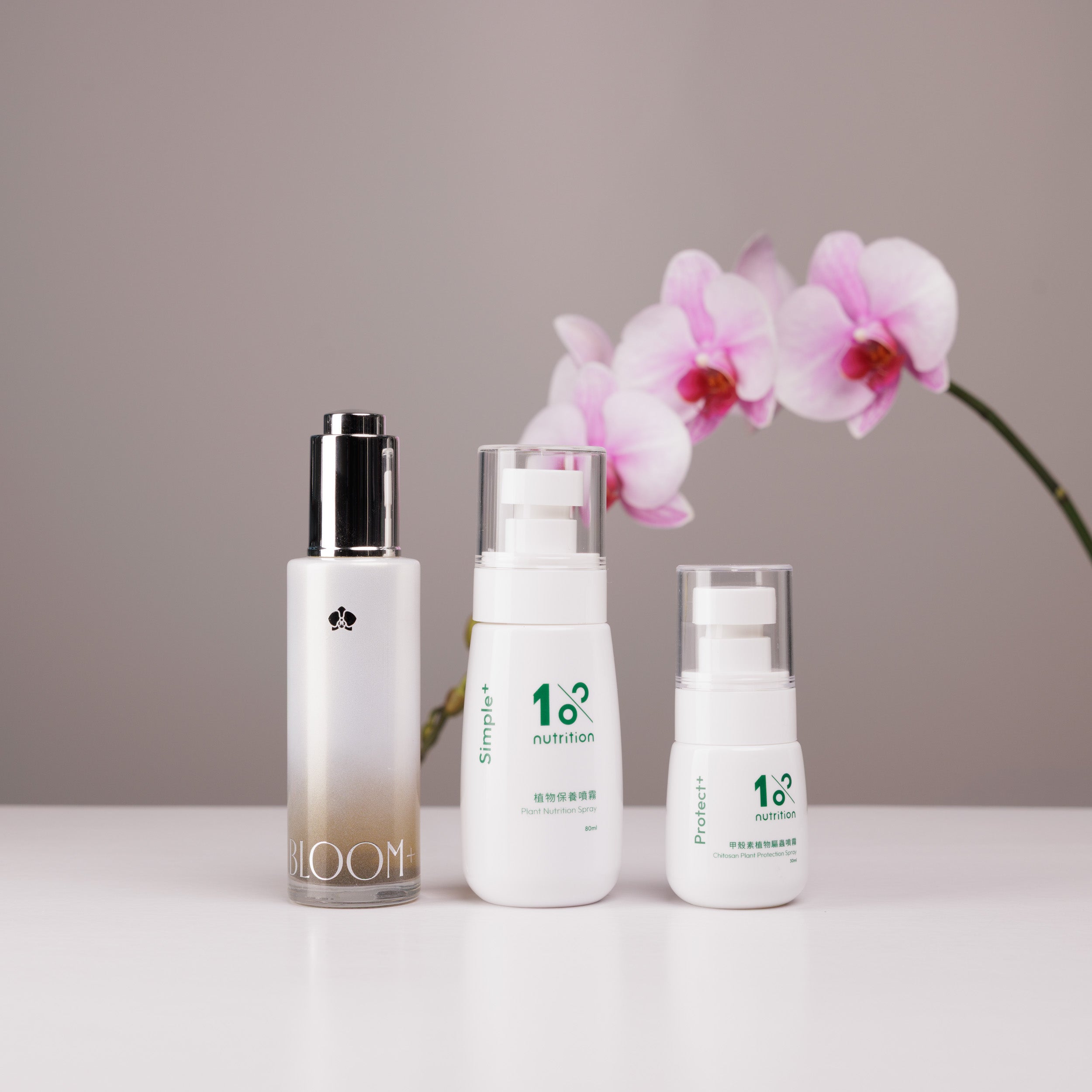 『新春限定』盆花日常照護組