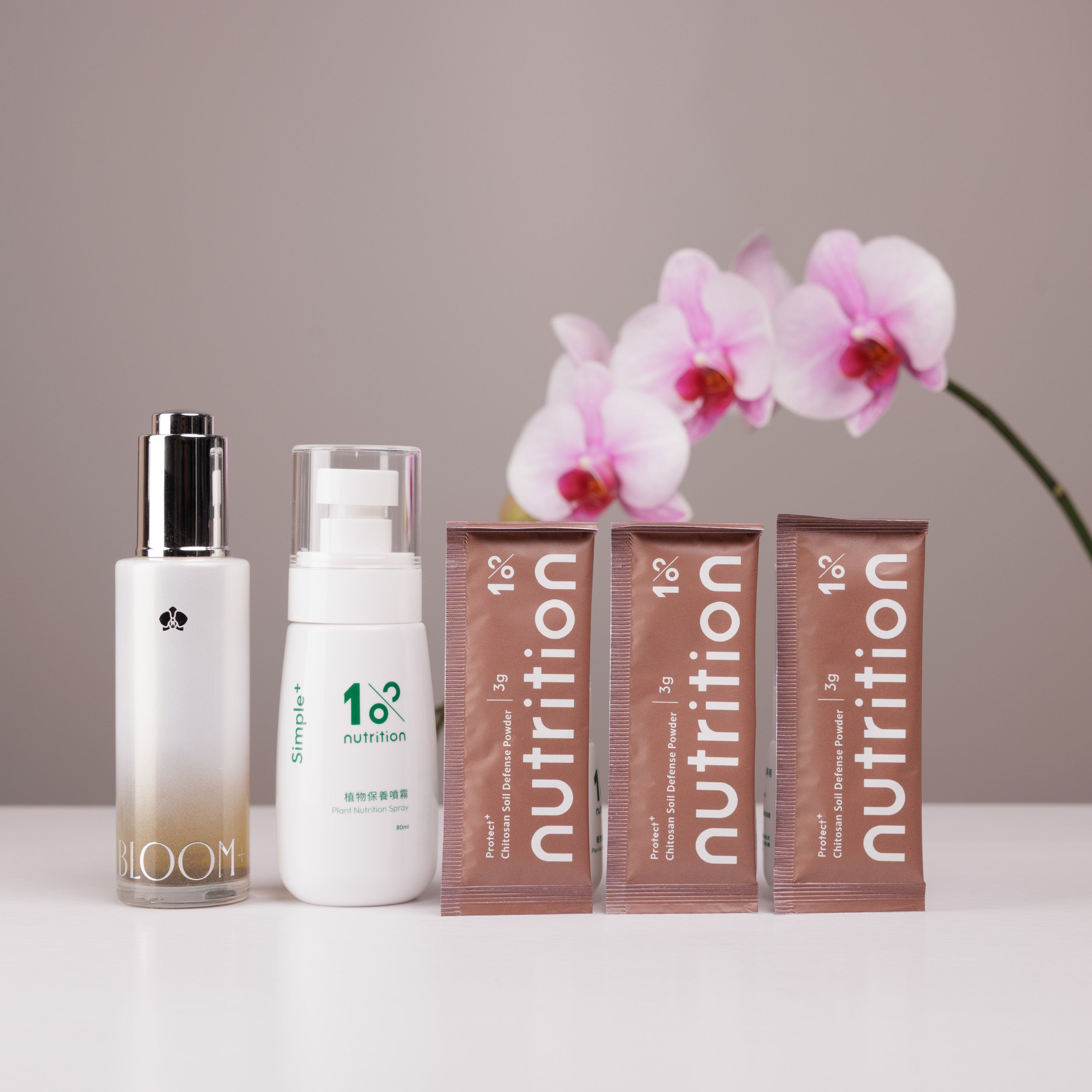 『新春限定』盆花恆久盛開組