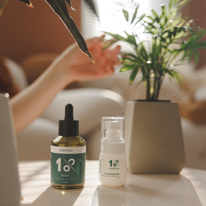 『新春限定』盆花營養綻放組