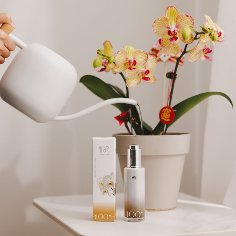 『新春限定』綻放澆水體驗組