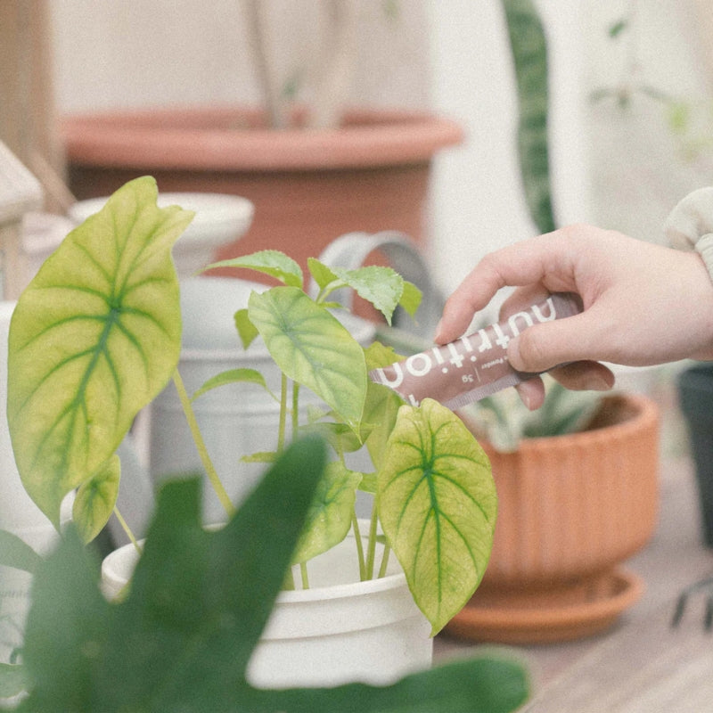 『新春限定』盆花日常體驗組