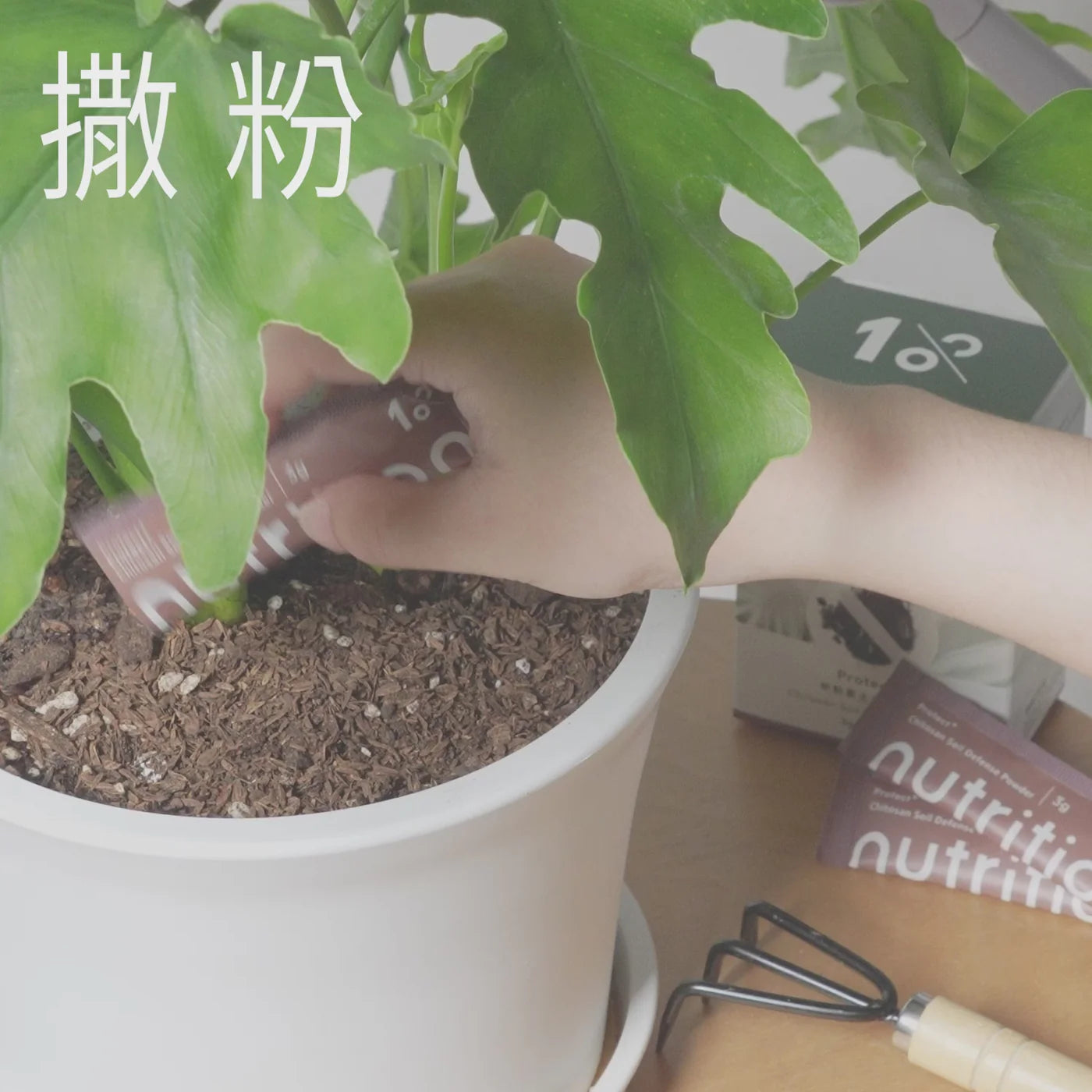 『新春限定』盆花恆久盛開組