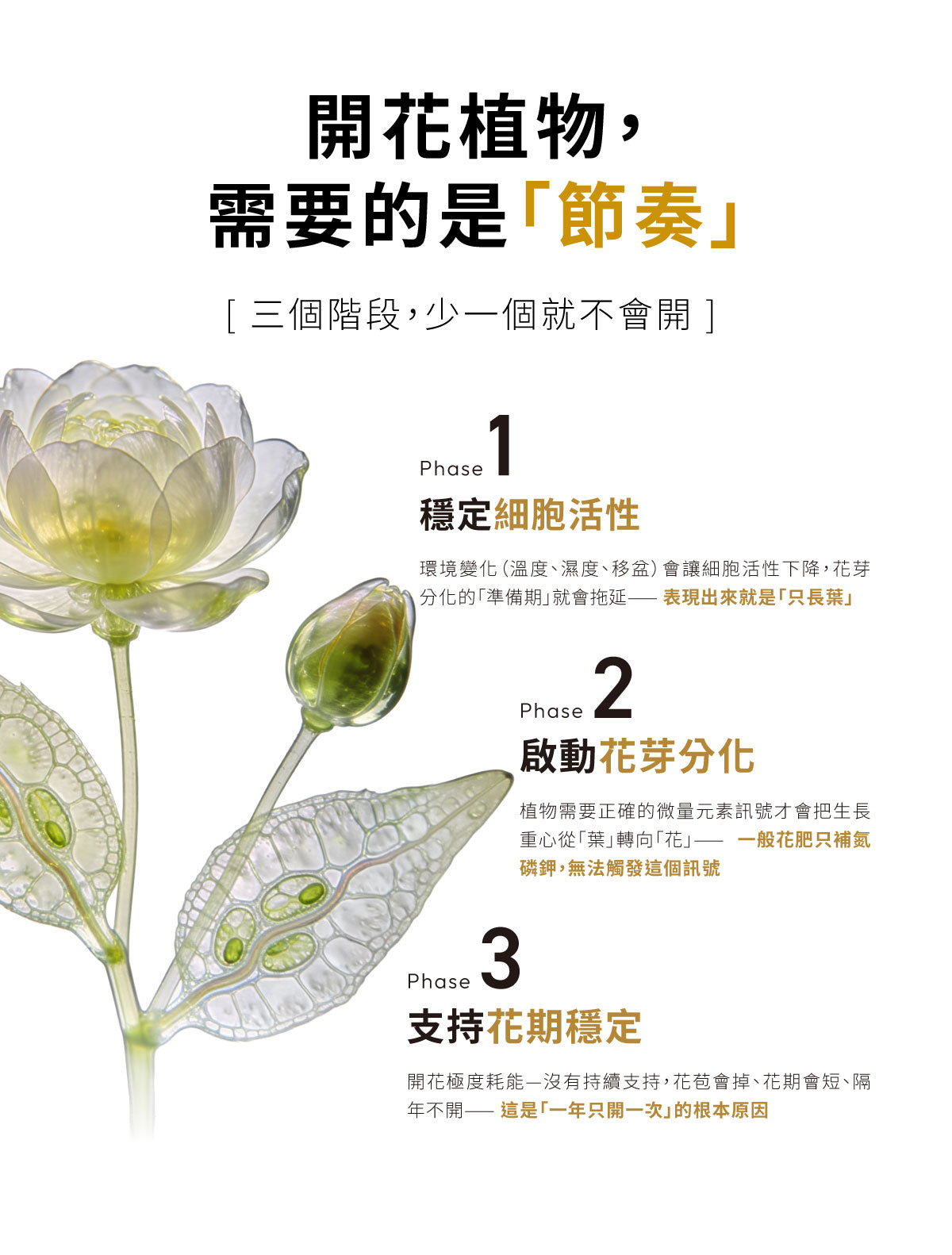 開花植物花芽分化機制說明，解析植物開花節奏與花期穩定關