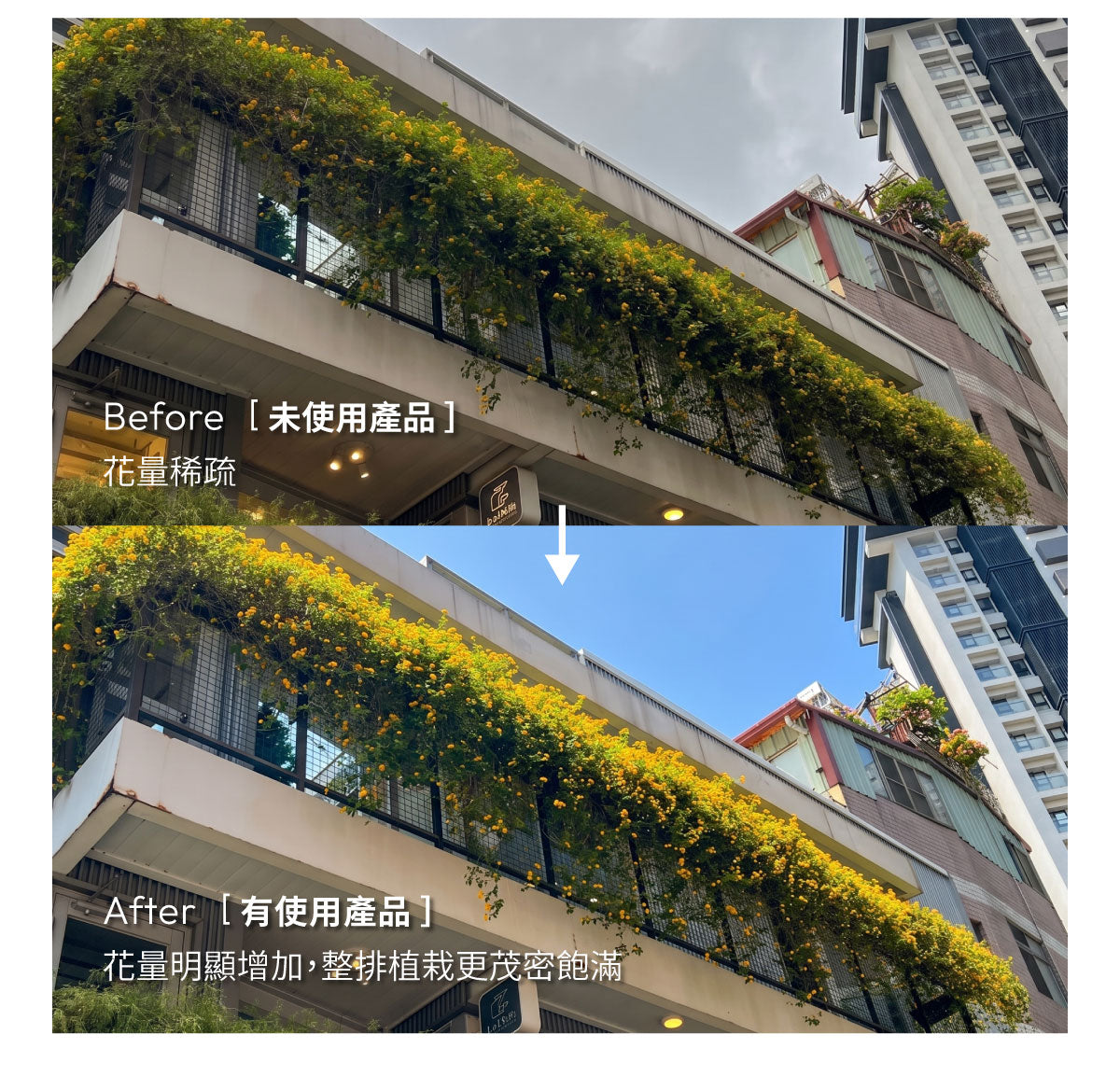開花植物使用前後花量對比，提升植栽開花表現與花量密度