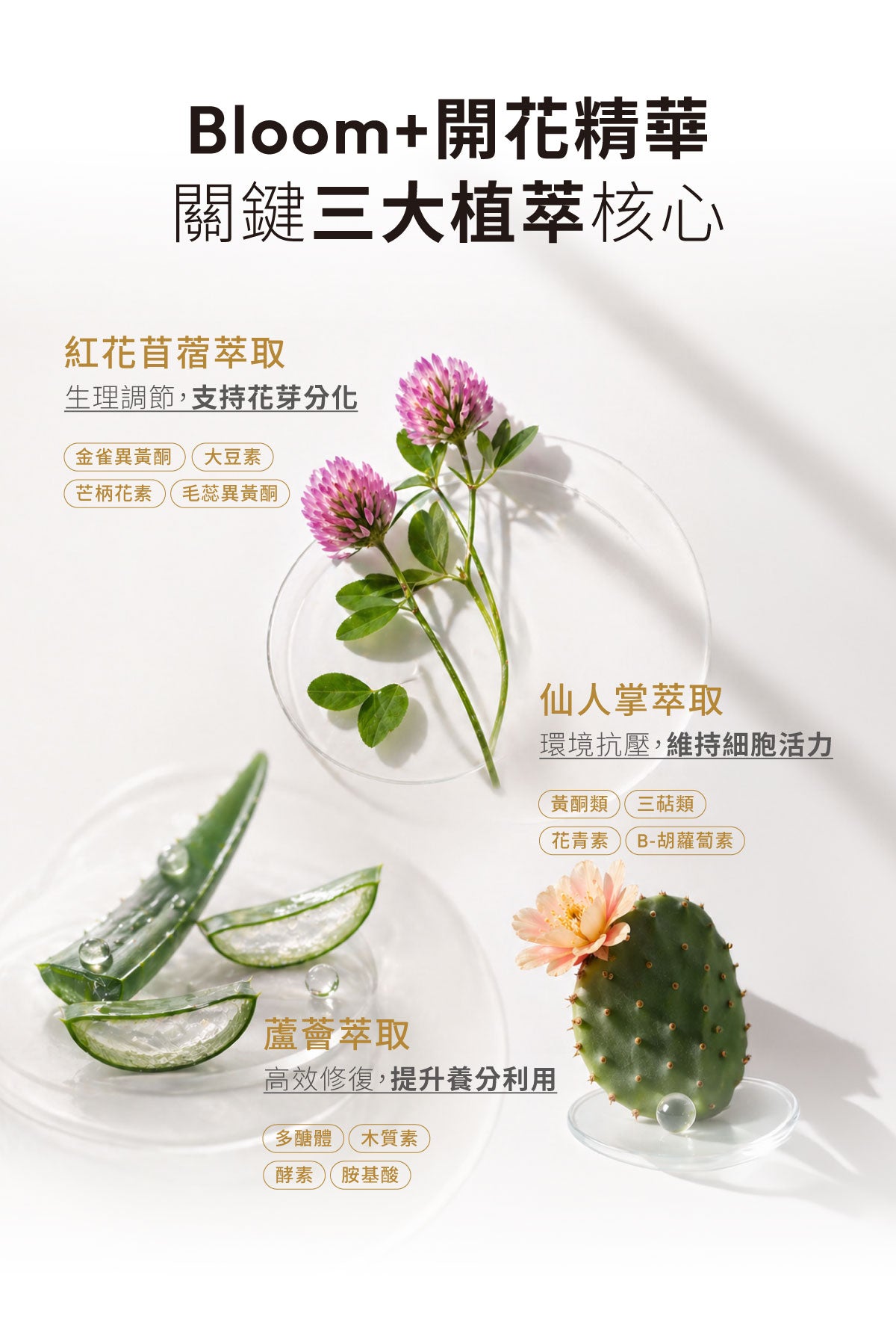 Bloom+ 開花精華植物萃取配方，支持花芽分化與細胞活性穩定