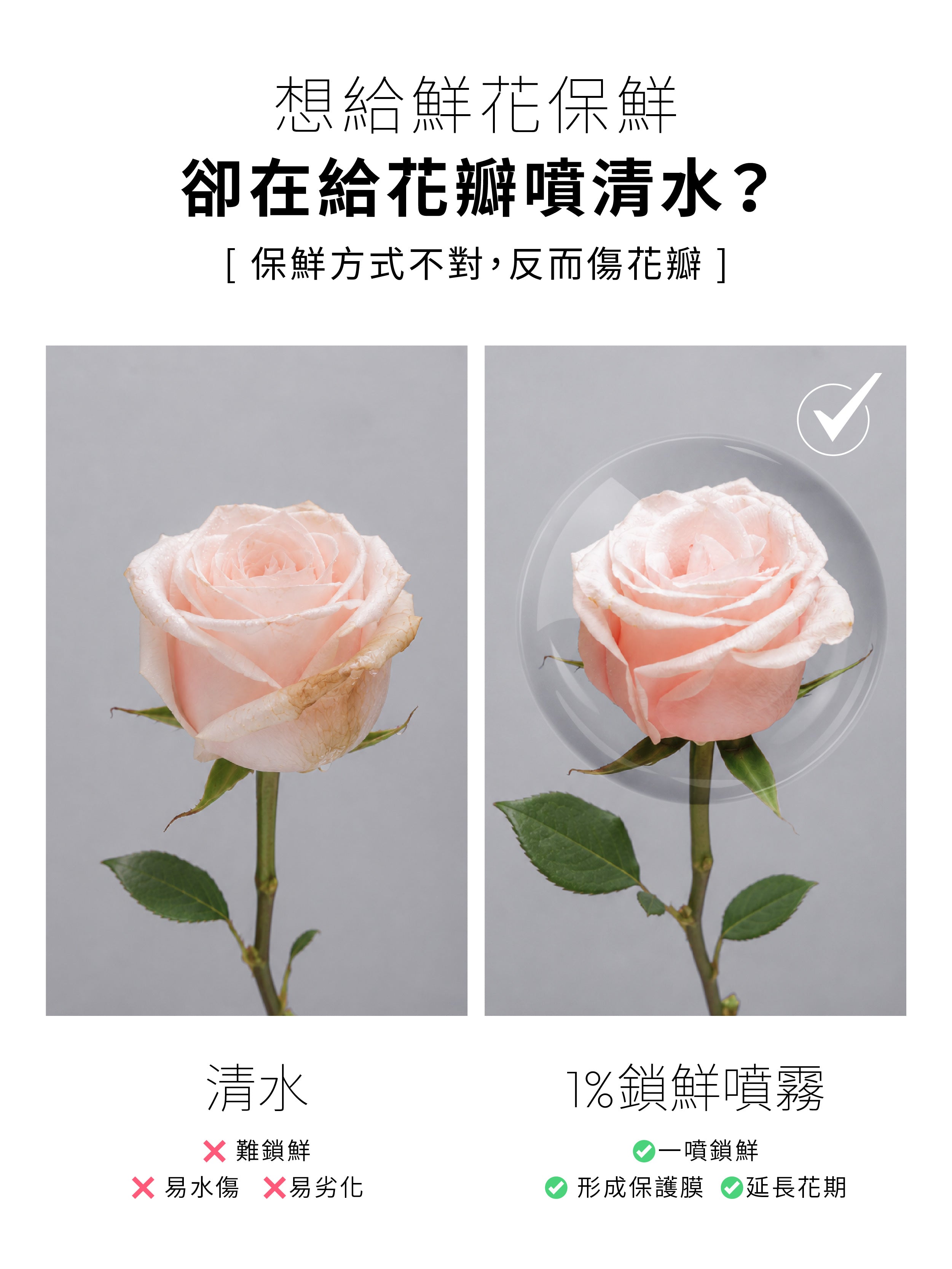 清水噴灑與1%植物關鍵 Endurance+7 鮮花保鮮噴霧效果比較，1%保鮮噴霧可形成保護膜，幫助花瓣鎖鮮並延長花期