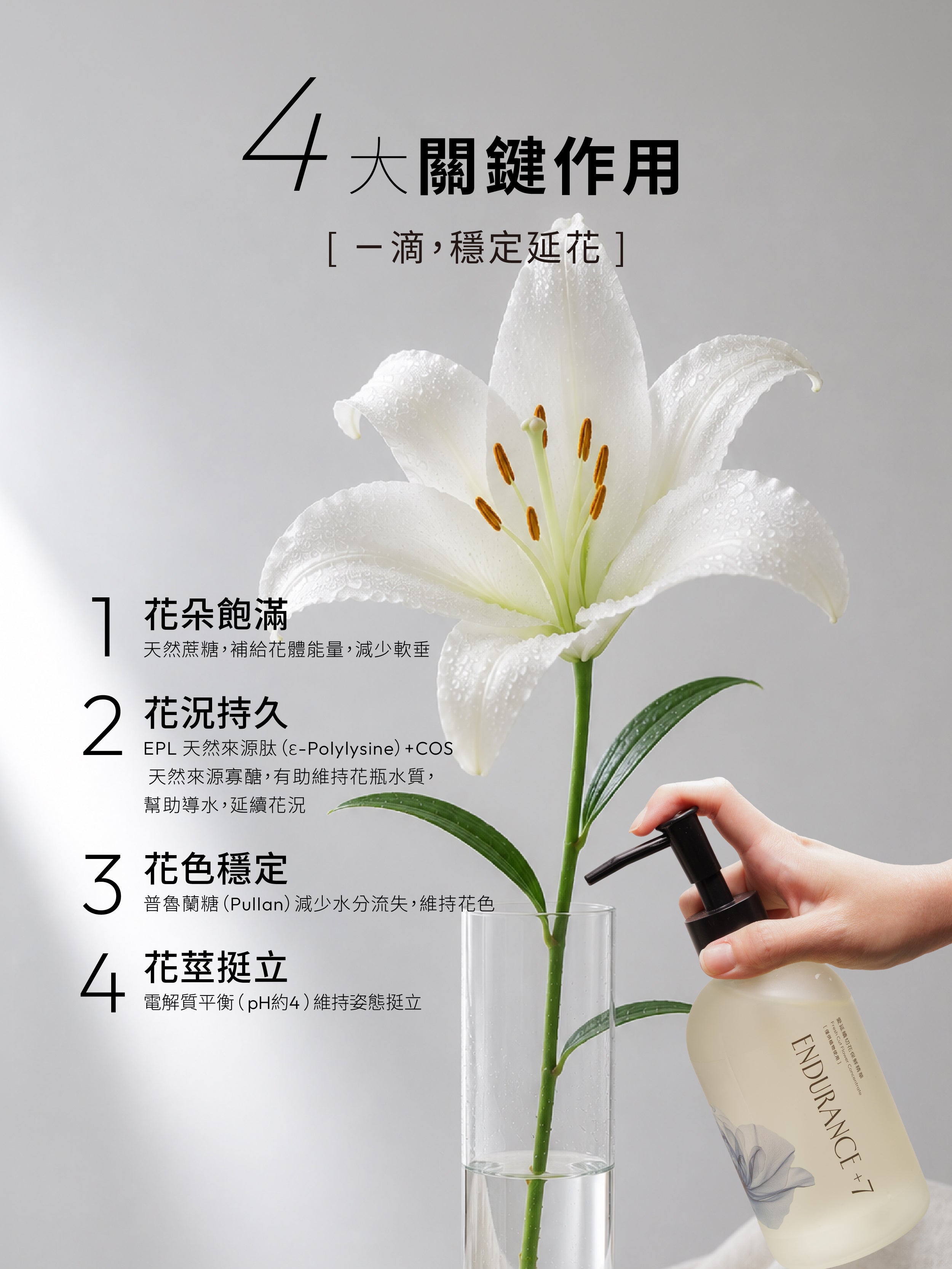 1%植物關鍵 Endurance+7 鮮花保鮮精華四大作用，為鮮花補充養分，使花朵飽滿、花況持久、花色延續並維持花莖挺立