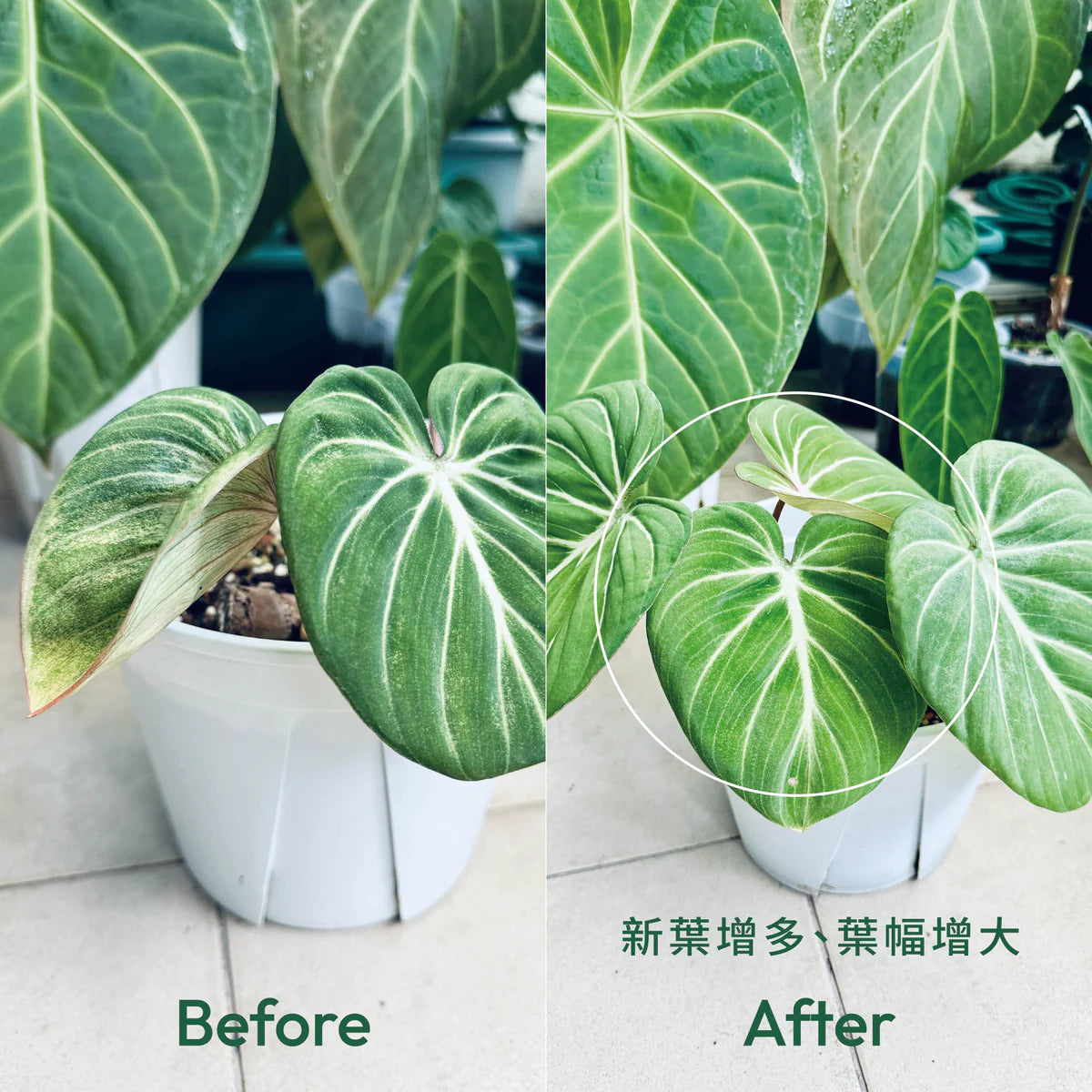Bloom+ 愛綻放花開營養精華 14天花瘋組