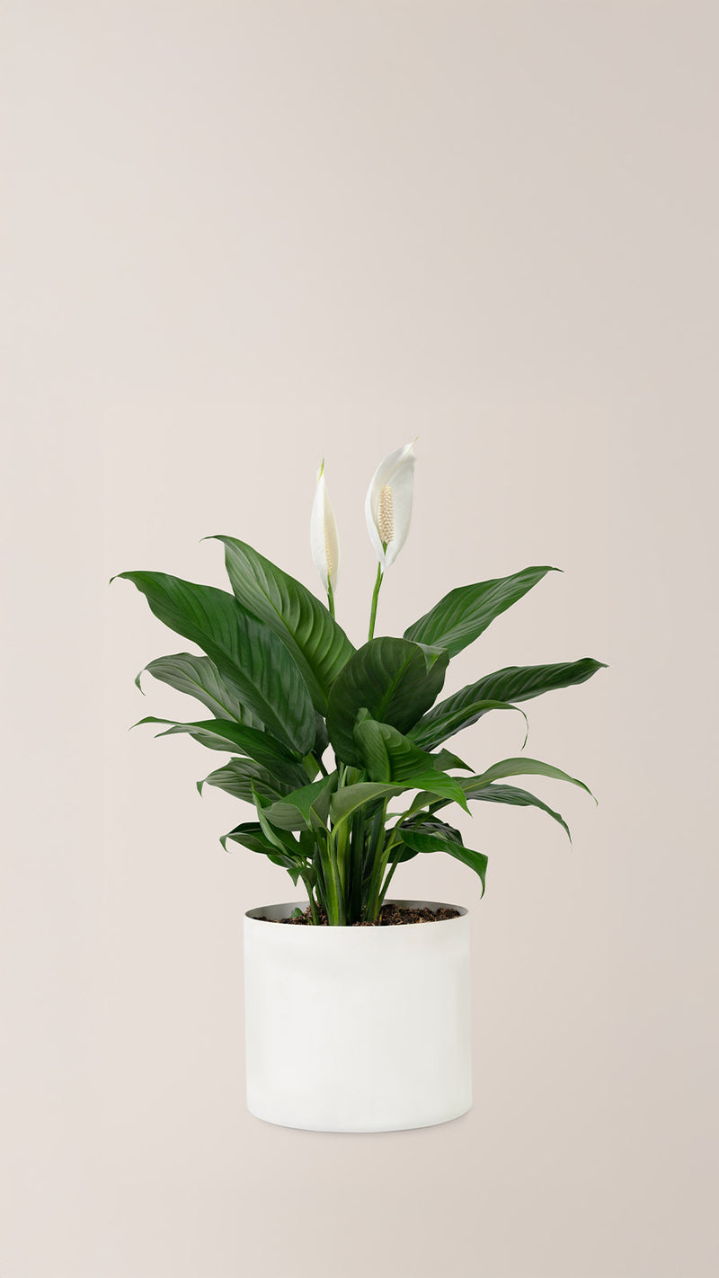 盆栽花