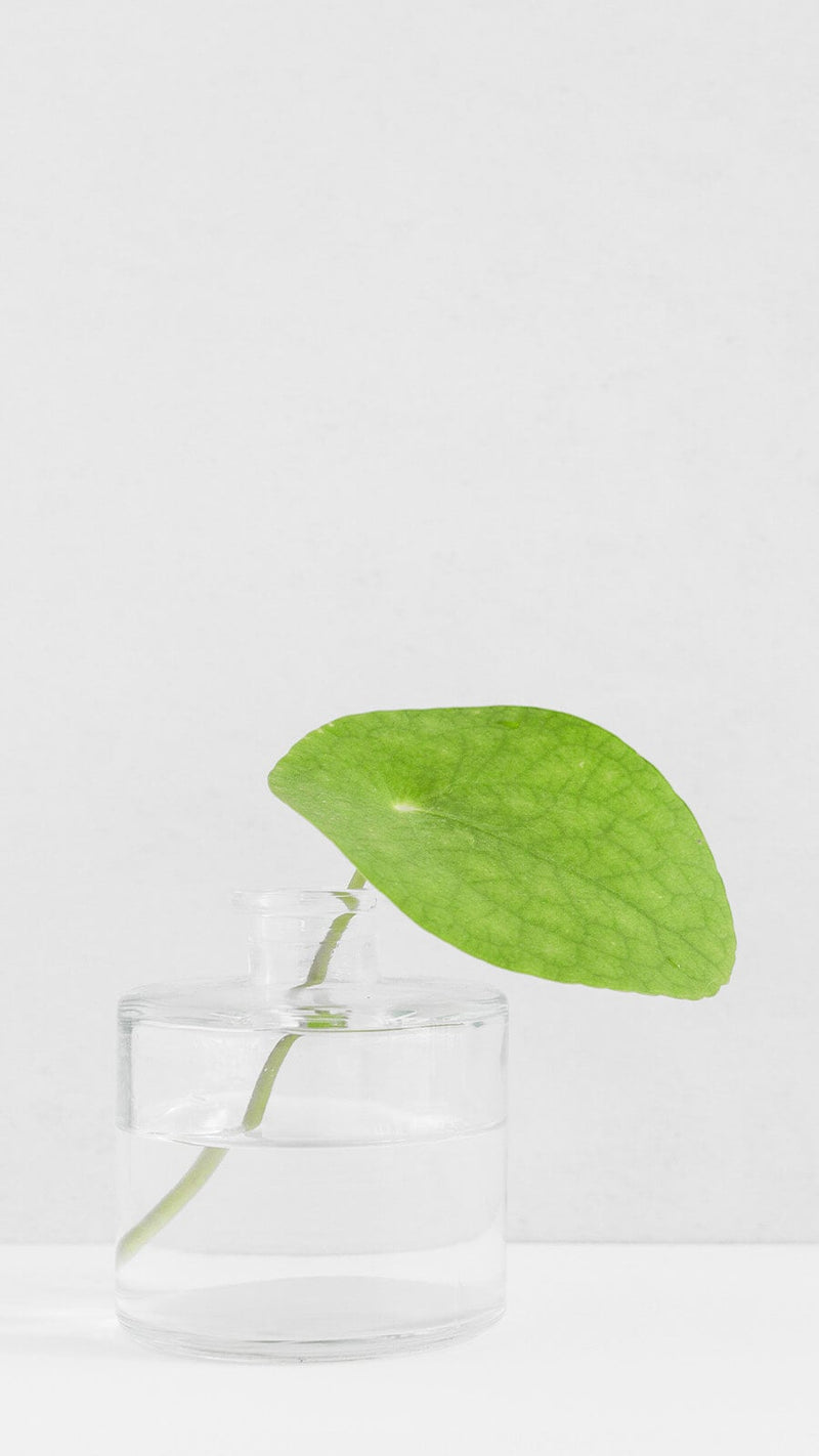 水耕