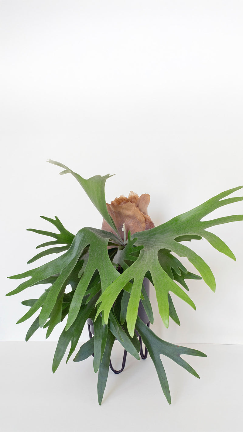 上板