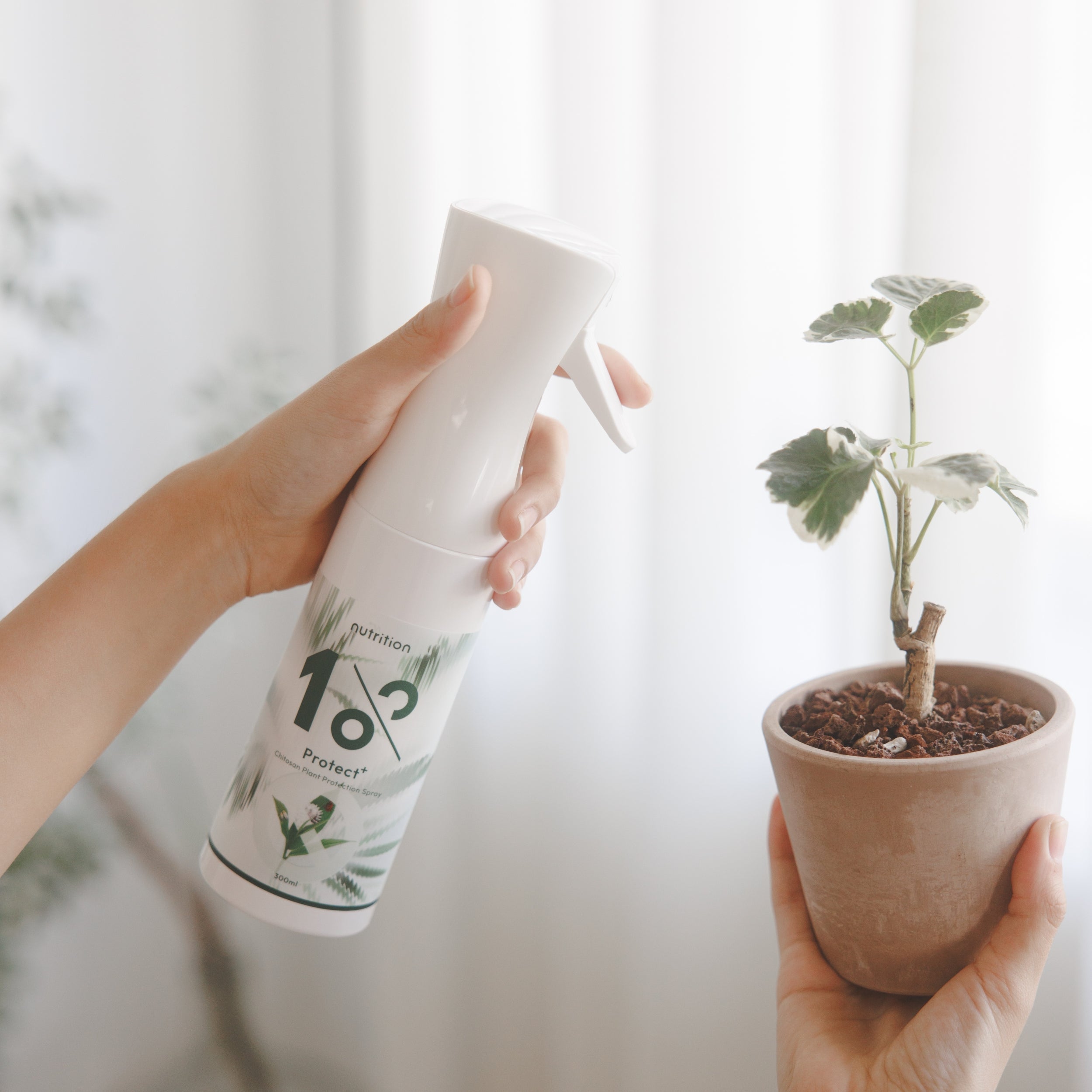 雙11｜黃葉蟲害掰掰-急救組