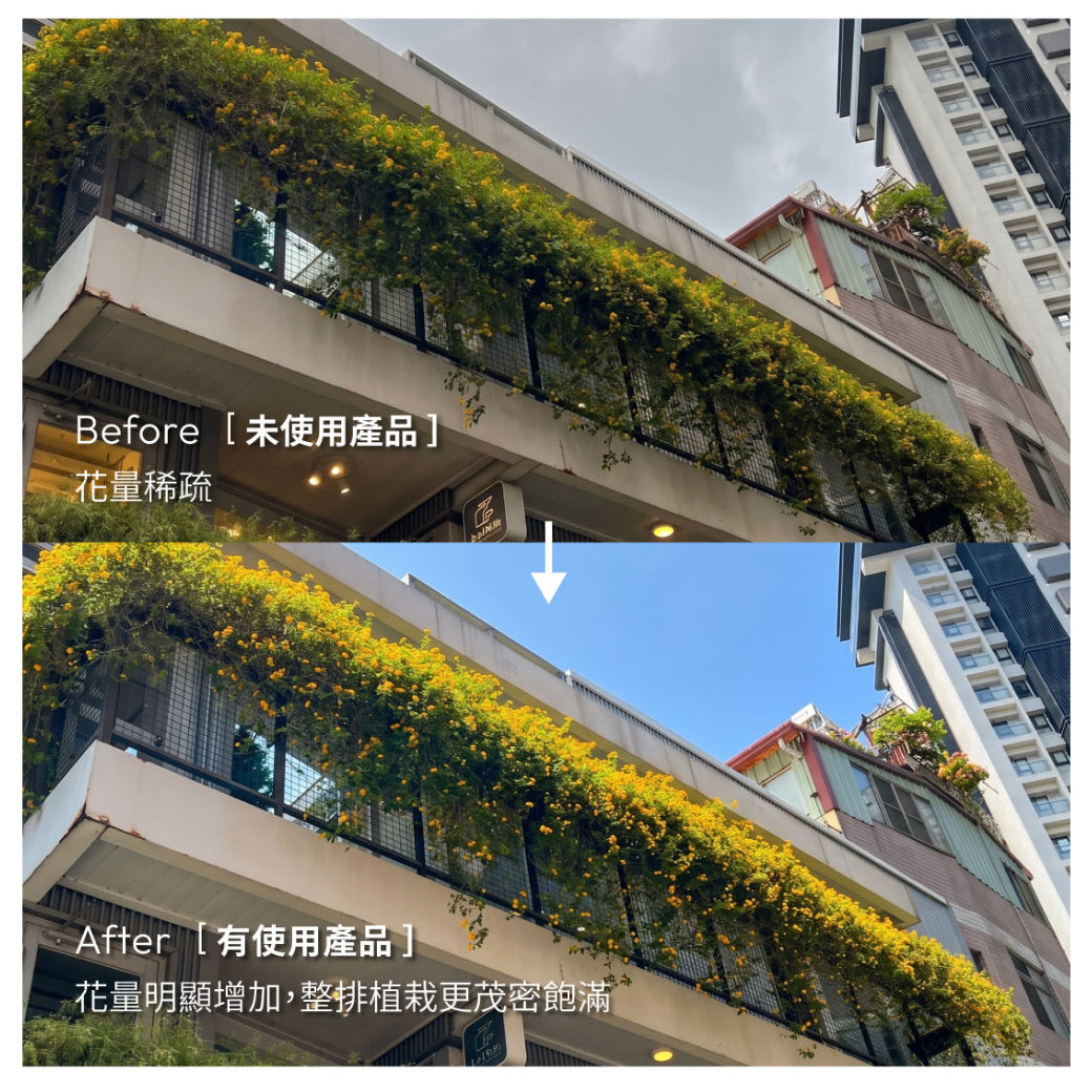 開花植物使用前後花量對比，提升植栽開花表現與花量密度