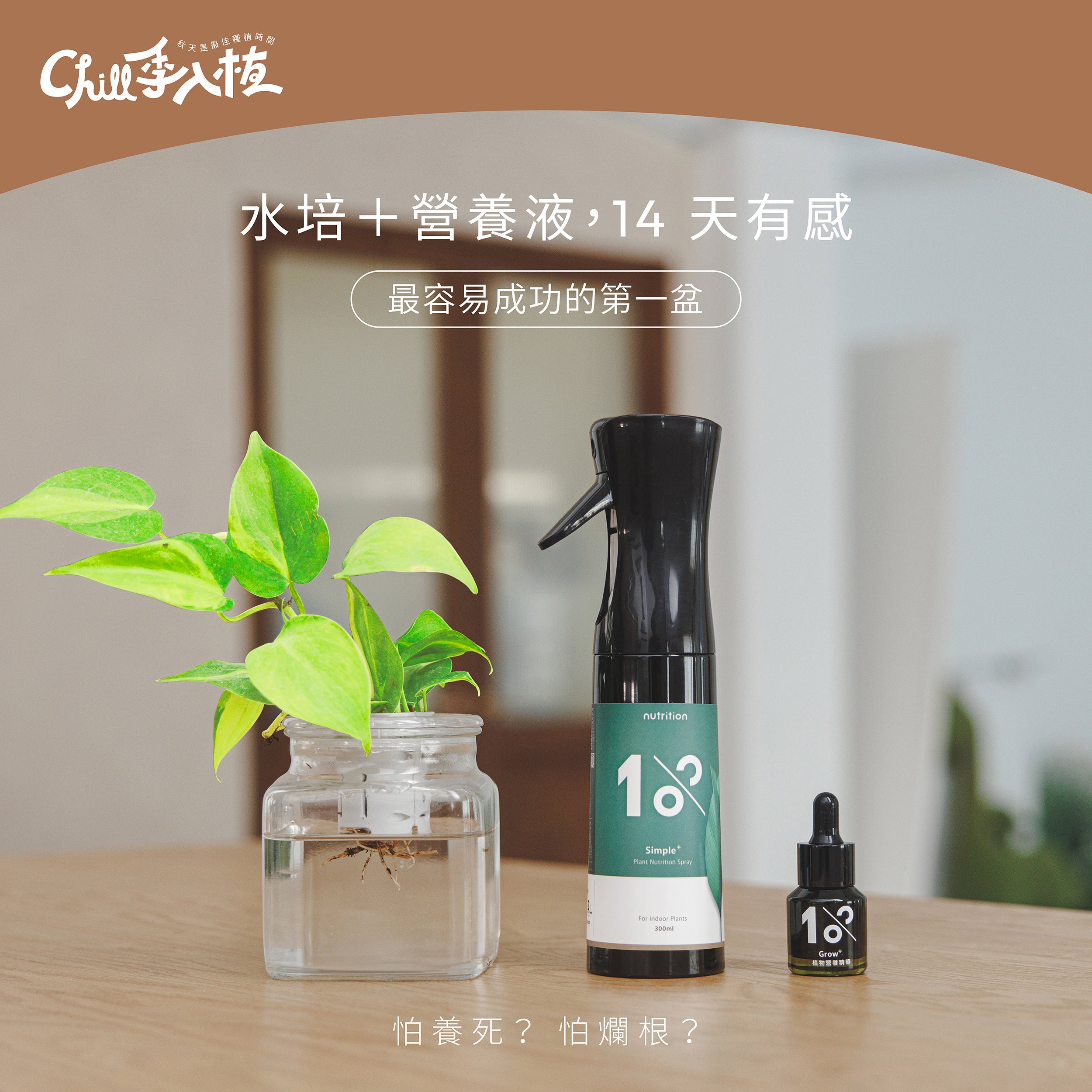 限量82折｜水培入門成功組