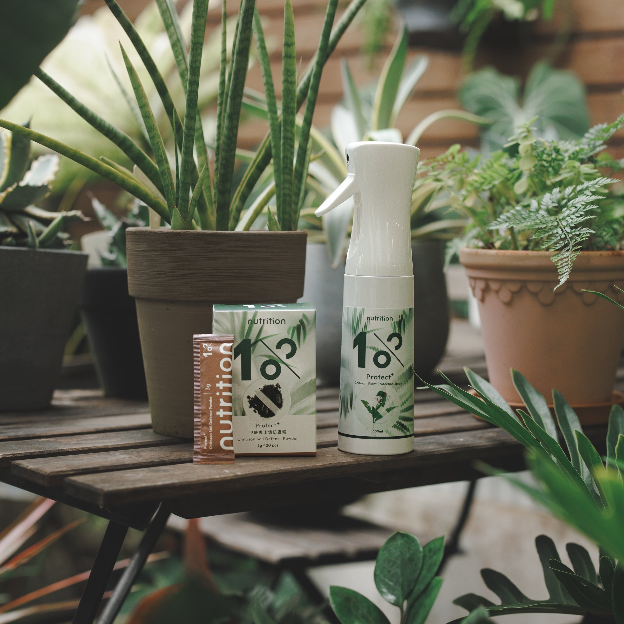 雙11 舒壓必備｜辦公室植人組