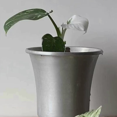 精準保養14天 快速啟動 植物的 生命力