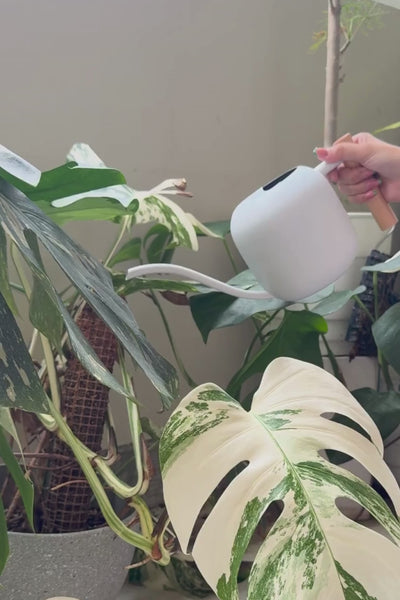1%植感澆水壺 1200 ml